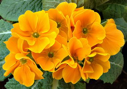 گل پامچال هورتنسیس